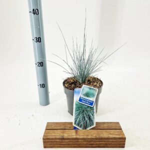 Festuca glauca Elijah Blue'
(1 Plants/Order)(17cmP 35cmH)