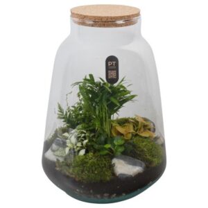 Arrangementen PTTER8138 terrarium in glazen terrarium
(2 Plants/Order)(26cmP 36cmH)