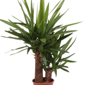 Yucca elephantipes over 45-20 XL
(1 Plants/Order)(21cmP 100cmH)