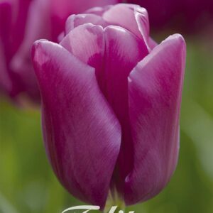 Droge Bulbs Tulipa Triumph Passio glosy x7 12/+
(10 Plants/Order)(20cmP 50cmH)