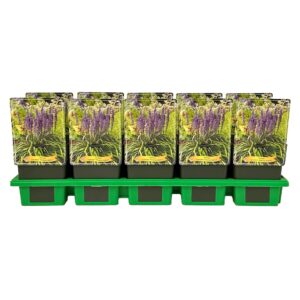 Liriope Moneymaker muscari Maker' P11
(10 Plants/Order)(11cmP 25cmH)