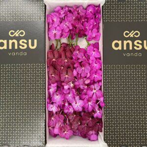 Vanda per spike mixed Vanda Pink mix X16
(16 Plants/Order)(5cmP 25cmH)
