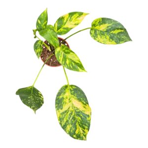 Epipremnum pinnatum Epipremnum Pinnatum Yellow Flame
(2 Plants/Order)(9cmP 20cmH)