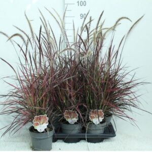 Pennisetum advena Fireworks
(6 Plants/Order)(17cmP 95cmH)