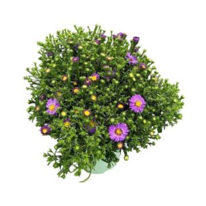 Aster (Novi-belgii Grp) Henri I Pur Henry Blue
(6 Plants/Order)(17cmP 40cmH)