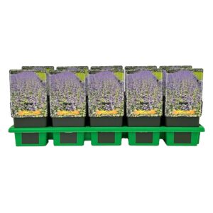 Nepeta grandiflora 'Bramdean' P11
(10 Plants/Order)(11cmP 25cmH)