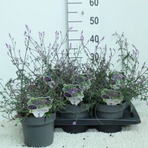 Verbena other officinalis 'Bampton' P17
(6 Plants/Order)(17cmP 40cmH)