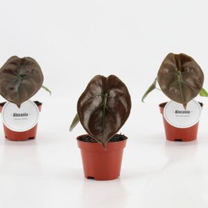 Alocasia Alocasia Red Secret P6
(12 Plants/Order)(6cmP 10cmH)