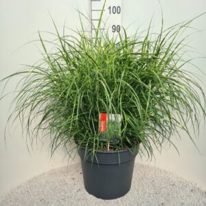 Miscanthus sinensis Strictus Dwarf P40
(1 Plants/Order)(40cmP 80cmH)