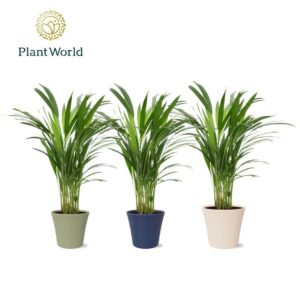 Chrysalidocarpus Dypsis lutescents (Areca) in Pot Coco collectie Top Blend
(6 Plants/Order)(14cmP 45cmH)