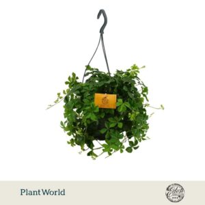 Parthenocissus inser Striatha 15cm HP
(5 Plants/Order)(15cmP 25cmH)