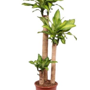 Dracaena Massangeana Dracaena Massangeana 90-60-30
(1 Plants/Order)(27cmP 140cmH)