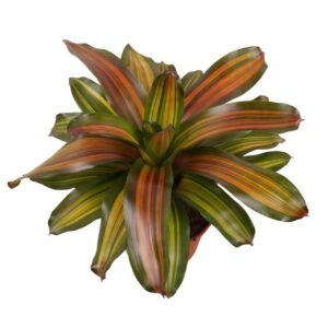 Neoregelia Freddie Neoregelia Freddie
(6 Plants/Order)(12cmP 35cmH)