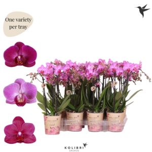 Phalaenopsis Multifloratypes other purpel 3 spike
(12 Plants/Order)(9cmP 40cmH)