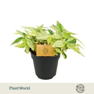 Pellionia repens Variagata Variegata 12 cm
(4 Plants/Order)(12cmP 20cmH)