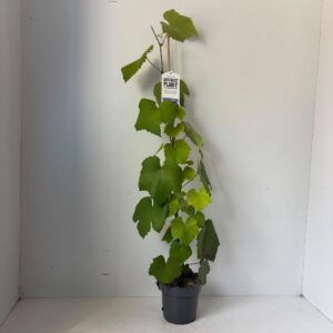 Vitis Boskoop Glory vin. gestokt
(1 Plants/Order)(17cmP 90cmH)