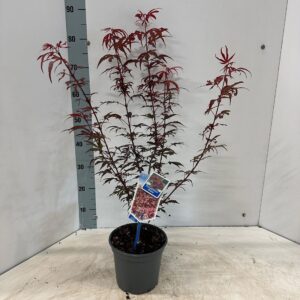 Acer palmatum Shaina
(1 Plants/Order)(19cmP 60cmH)