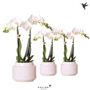 Phalaenopsis Multiflora white 2 spike in Maze Pot white
(5 Plants/Order)(9cmP 40cmH)