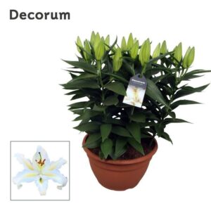 Lilium Oxygen Oriental white schaal 9pp
(1 Plants/Order)(25cmP 45cmH)