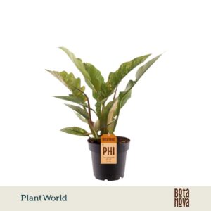 Philodendron Ring of Fire narrow
(10 Plants/Order)(12cmP 35cmH)