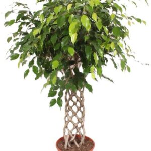 Ficus Exotica
(1 Plants/Order)(30cmP 140cmH)