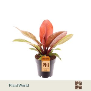 Philodendron Prince of Orange
(7 Plants/Order)(14cmP 35cmH)
