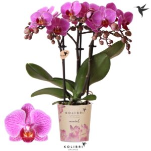 Phalaenopsis Multifloratypes other Hamburg 3 spike
(12 Plants/Order)(9cmP 40cmH)