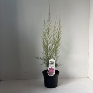 Tamarix ramosissima Pink Cascade
(1 Plants/Order)(19cmP 35cmH)