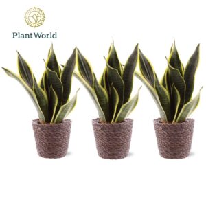 Sansevieria Futura Superba 3 stekken p.p. Trendy Mand
(6 Plants/Order)(12cmP 35cmH)