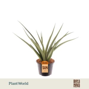 Sansevieria Cylindrica Silver Syreni
(7 Plants/Order)(14cmP 40cmH)