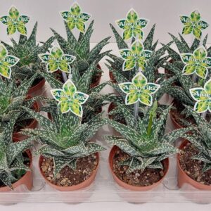 Aloe Aloe Tiki Splash P9
(12 Plants/Order)(9cmP 16cmH)
