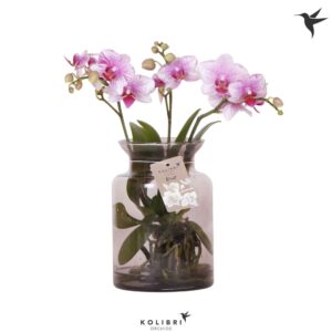 Phalaenopsis other pink (enkele ta Roots pink in Glas stolp lilac
(3 Plants/Order)(16cmP 50cmH)