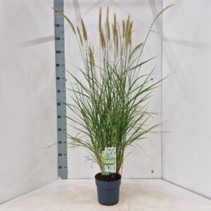 Pennisetum orientale Fairy Tails'
(1 Plants/Order)(17cmP 120cmH)