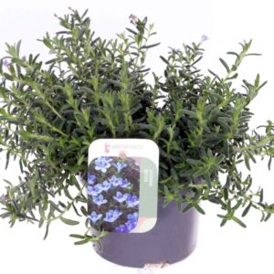 Lithodora diffusa Grace Ward
(8 Plants/Order)(13cmP 20cmH)