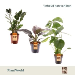 Indoor plants gem. green 3 Types Ibiza (diverse
(10 Plants/Order)(12cmP 30cmH)