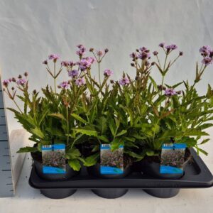 Verbena rigida Polaris sky blue
(6 Plants/Order)(17cmP 30cmH)