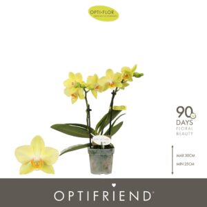 Phalaenopsis Multiflora Optifriend Vayenne 2 spike
(8 Plants/Order)(7cmP 25cmH)