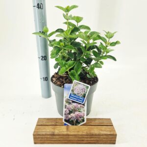Viburnum tinus Lisarose ('Loren'PBR)
(1 Plants/Order)(19cmP 50cmH)