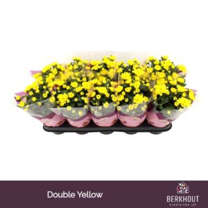 Chrysanthemum Cozy
(10 Plants/Order)(12cmP 26cmH)
