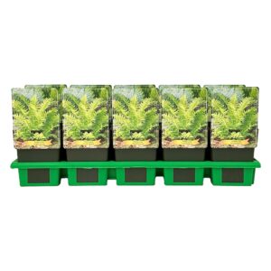 Matteuccia struthiopteris
(10 Plants/Order)(11cmP 25cmH)