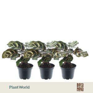 Calathea makoyana
(16 Plants/Order)(7cmP 15cmH)