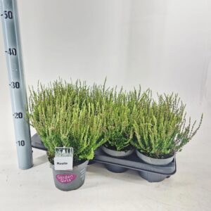 Calluna Garden Girls Rosit vulg. (gg) PBR
(8 Plants/Order)(13cmP 25cmH)