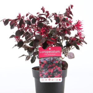 Loropetalum chin. 'Black Pearl'® P15
(6 Plants/Order)(15cmP 30cmH)
