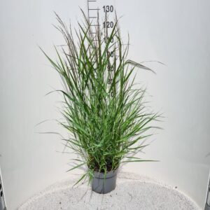 Panicum virgatum Squaw
(1 Plants/Order)(26cmP 110cmH)