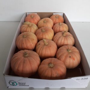 Cucurbita Miss Pink Sophie
(12 Plants/Order)(cmP cmH)