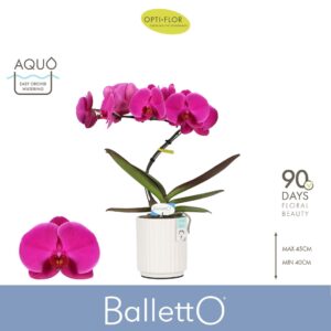 Phalaenopsis other purple more Balletto Pivot 1 spike in Molise White Aquo
(3 Plants/Order)(12cmP 45cmH)