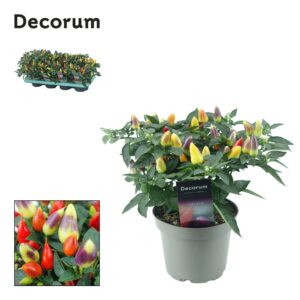 Capsicum annuum Torero Multicolour Capscium Red
(8 Plants/Order)(13cmP 23cmH)