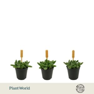 Delosperma echinat 5,5cm
(20 Plants/Order)(5.5cmP 10cmH)