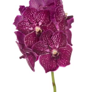 Vanda other Vanda Nitaya Ruby Love
(16 Plants/Order)(cmP 25cmH)
