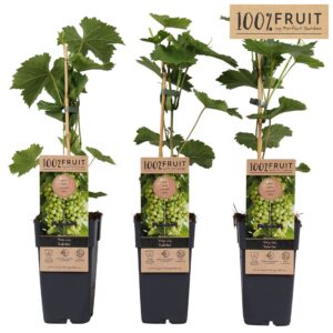 Vitis other white Sukribe P15
(10 Plants/Order)(15cmP 65cmH)